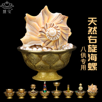 A selection of eight natural right-handed small conch ornaments Buddhist auspicious table Dharma wonderful music Left-handed white conch