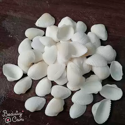 Natural small white conch shell perforated children's handmade material package homemade Marine Three-dimensional painting diy drifting bottle