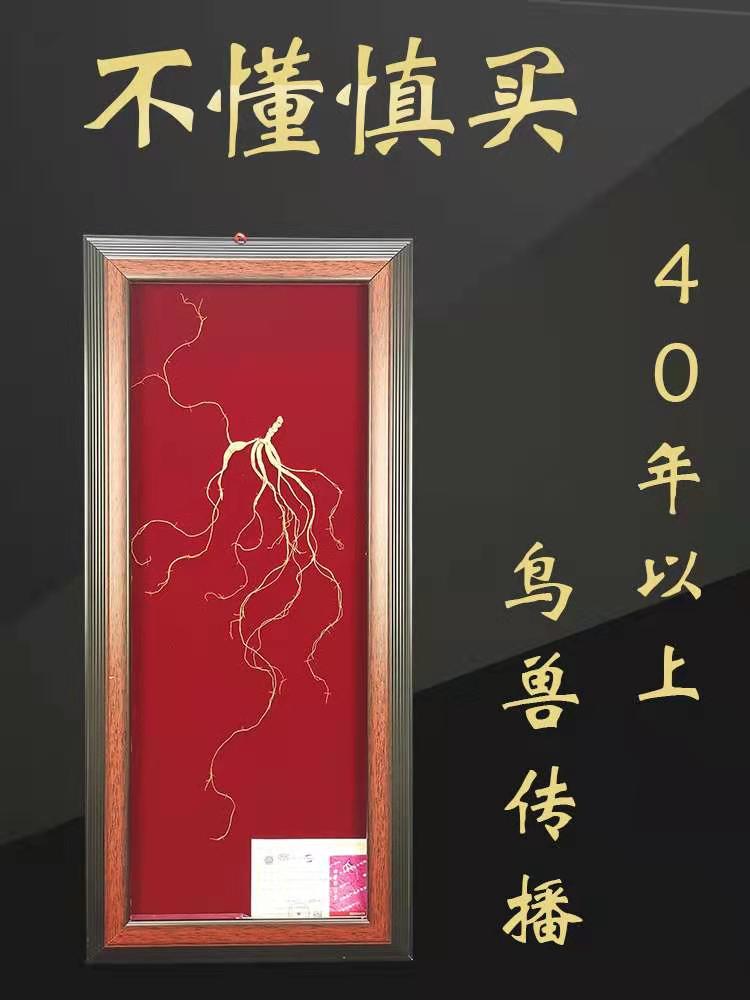 (Bird Beasts Spread) Wild Ginseng Mountain Ginseng Long White Hills 40 + years Principal State Inspection Gift Box Non Forest