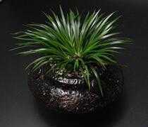 OB 4#Flowers and plants Creative design High antique potted text play money Calamus Pu Grass Qian Pu