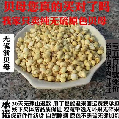 Chinese herbal medicine Zhechuan shellfish mother pure sulfur-free Zhechuan shellfish elephant shellfish small Zhechuan shellfish mother Dongchuan Fritillary 50g free powder