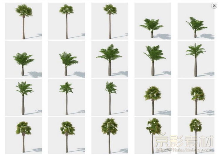 HQ Palms 1 for C4D-280个海岛风情树种C4D模型Cinema 4D模型