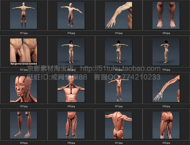 人体器官肌肉骨骼内脏精细3D模型素材C4D模型/3DMax模型