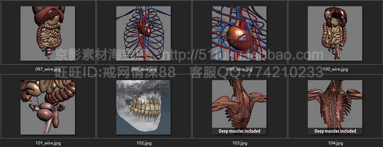 人体器官肌肉骨骼内脏精细3D模型素材C4D模型/3DMax模型