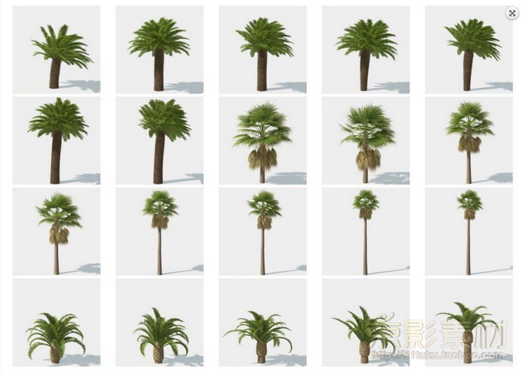 HQ Palms 1 for C4D-280个海岛风情树种C4D模型Cinema 4D模型