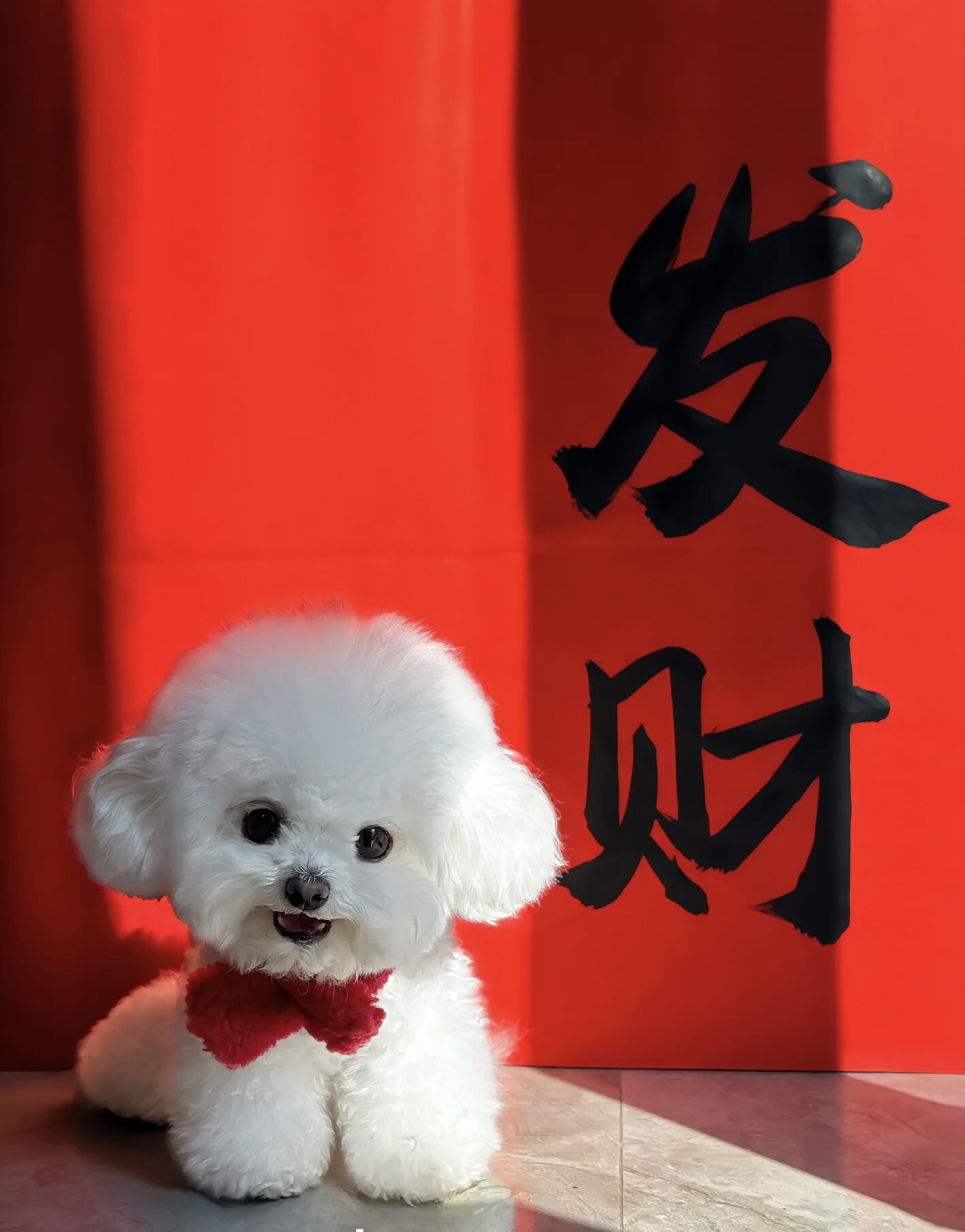 小宠慢生活的LOGO