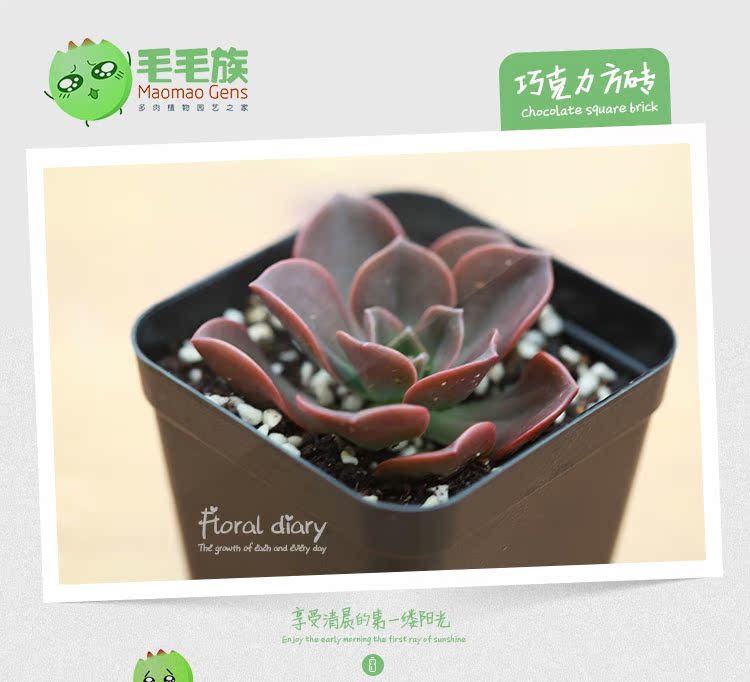 毛毛族巧克力方砖多肉植物生日礼物七夕节礼物创意礼物热销 购物狂欢价 礼物 创意 热销 毛毛 生日礼物途虎网 毛毛族巧克力方砖多肉植物生日礼物七夕节礼物创意礼物热销 购物狂欢价 礼物 创意 热销 毛毛 生日礼物途虎网