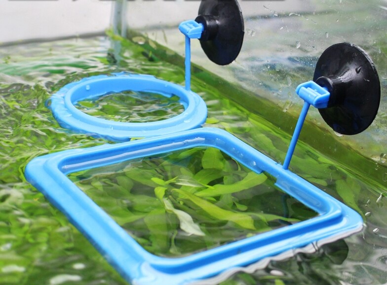 Fish-farming sea tank feeds the floating frame with freshwater fish bowl feeding food for food of fish