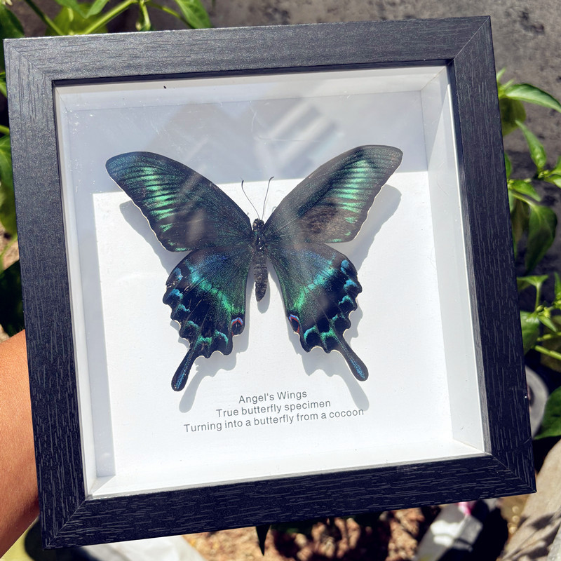 Green-Banded Swallowtail Butterfly Real Butterfly Specimen Insect Photo Frame Creative Ornament Home Decoration Painting Birthday Gift Valentine's Day Green-Banded Swallowtail Butterfly Real Butterfly Specimen Insect Photo Frame Creative Ornament Home Decoration Painting Birthday Gift Valentine's Day