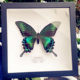 绿带翠凤蝶真蝴蝶标本相框昆虫标本展示框摆件家居装饰画生日礼物