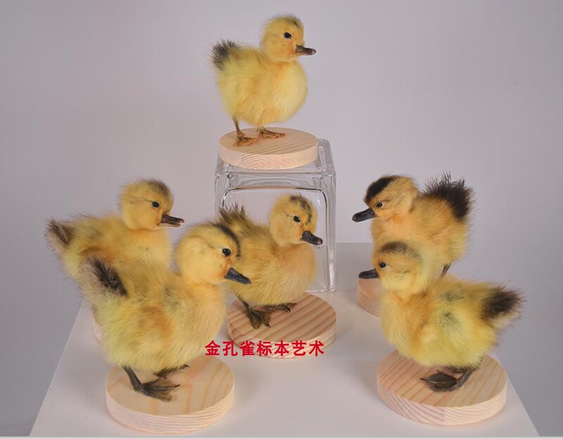 Children's Day Gifts, Animal Birds, Chicks, Little Yellow Ducks, Teaching and Science Specimens, Home Exhibition Decorations, Photography Props