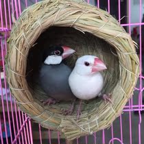 Cockatiel winter nest bird nest bed special bird nest parrot nest winter bird sleeping warm nest hanging ornament grass nest