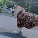 Pet Leopard Pattern осень и зимние розетки плюшевая скот кошка Bull Cat Golden Hair Alaska Cardigan две юбки