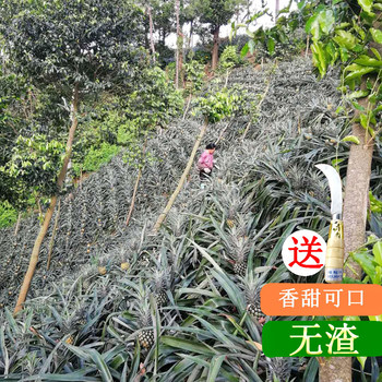 Zhongshan specialty shenwan pineapple fresh fruit 10jin jin is equal to 0.5kg/box origin straight hair sweet crispy juicy small pineapple