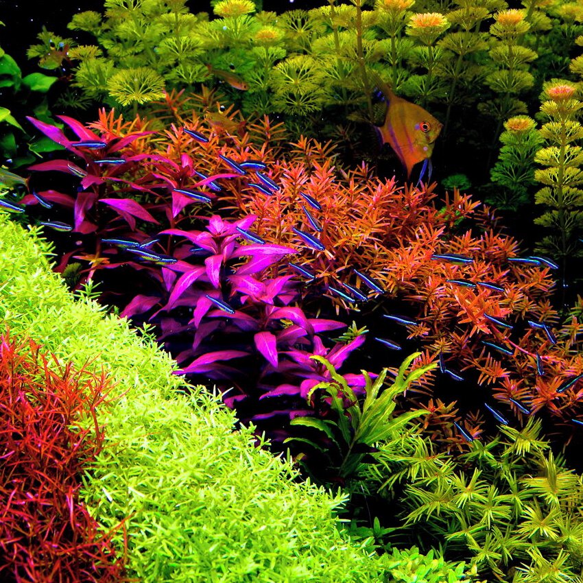 老曹水景