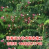 Товары от 恋恋轩园艺