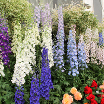 Big flower delphinium flower seeds Four Seasons easy to live foxia delphinium outdoor seed flower sea flower seed