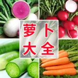 Подходит для весны и осени, семена овощей белый радио из горшка из горшка из красной вишни, редька, морковь, морковь
