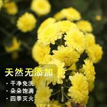 Henan Jiaozuos production of Chrysanthemum Throne with Chrysanthemum Chamomile Yellow Gold Silk Royal Chamomile Tea Fruit Tea 30g canned down the fire