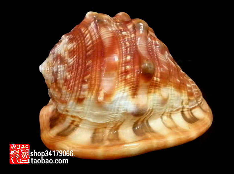 (old objects decoration process gift hem decoration) natural Wanbao snail decoration pendulum decoration (15 cm)