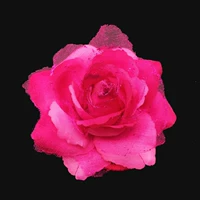 Роза красный около 8 см розы