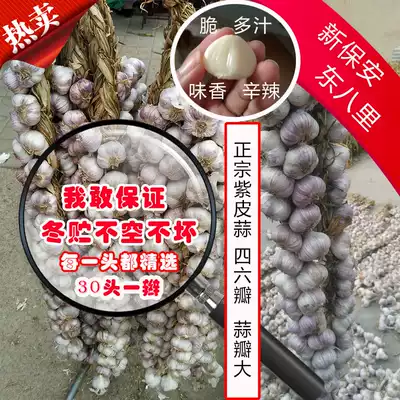 2021 authentic New Security purple skin garlic Purple garlic Purple garlic top class Big Head 30 head Beijing Tianjin Hebei