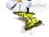 Miễn phí vận chuyển trên 48 côn trùng tự làm bằng tay miễn phí bài học thiên nhiên bướm và hoa Mô hình giấy 3D Tự làm không thành phẩm Phiên bản Trung Quốc - Mô hình giấy