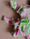 ພິເສດ Clearance Authentic Swimsuit Huadaisi Women's 93228 Slanted Shoulder Lotus Leaf Collar Conservative Split Boxer Pants Pink and Green