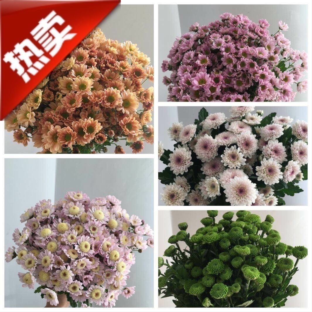Flowers Small Daisy Fresh Kunming Yunnan Flowers Small Chrysanthemum Flowers Small Zou Chrysanthemum Family Meeting Flower Arrangement 