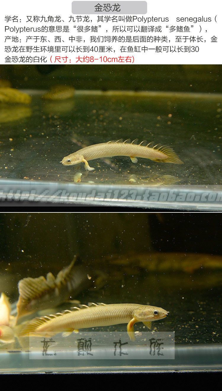 虎纹恐龙王底层混养鱼古代龙鱼白化黄金恐龙王大花恐龙王批发 徐州大华玻璃制品