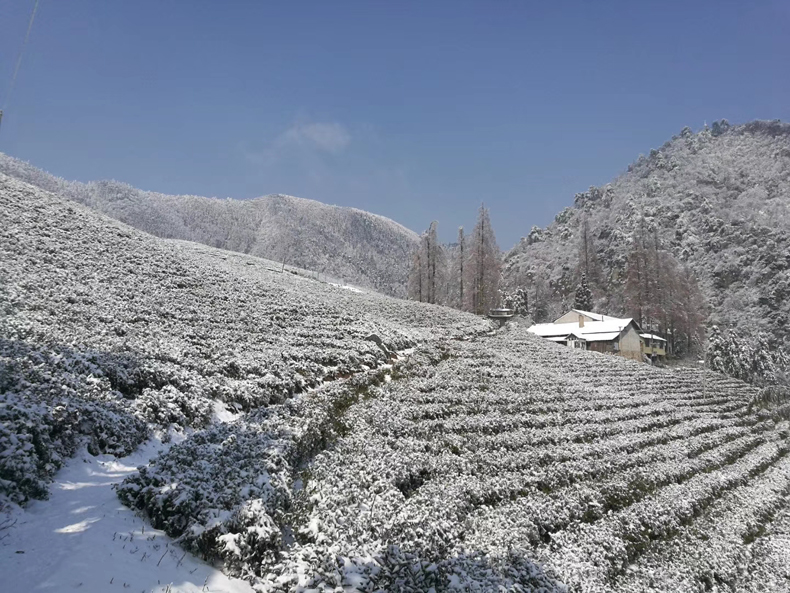 大寒山森林绿茶有机茶绿茶高山有机茶义乌国际森林博览会参展产品详情5