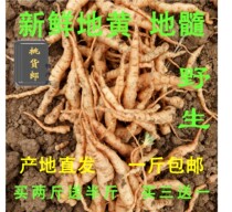 Fresh wild Rehmannia glutinous Lily Henan Jiaozuo Huai fresh red Rehmannia seeds can be dug for a pound of juice