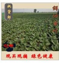Huai Rehmannia Leaf Fresh Rehmannia Leaf Green Jiaozuo Huai Rehmannia 250g