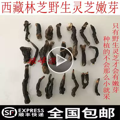 250g Tibetan wild Ganoderma lucidum Ganoderma lucidum villagers go up the mountain to see it will not wait until they grow up for self-use.