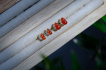 Foru 18k gold inlaid ice-type of light natural red emeralds with a stunning redness