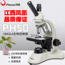 Jiangxi Phoenix genuine TV microscope PH50 type 1B43L is 1600 times higher than the scientific creature