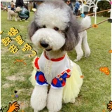 Белоснежное платье в сказке, огромная золотистошеская пограничная овчарка, Laburado Samo Mite одежда, новогоднее фото