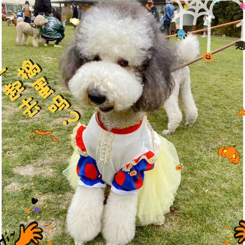 Белоснежное платье в сказке, огромная золотистошеская пограничная овчарка, Laburado Samo Mite одежда, новогоднее фото