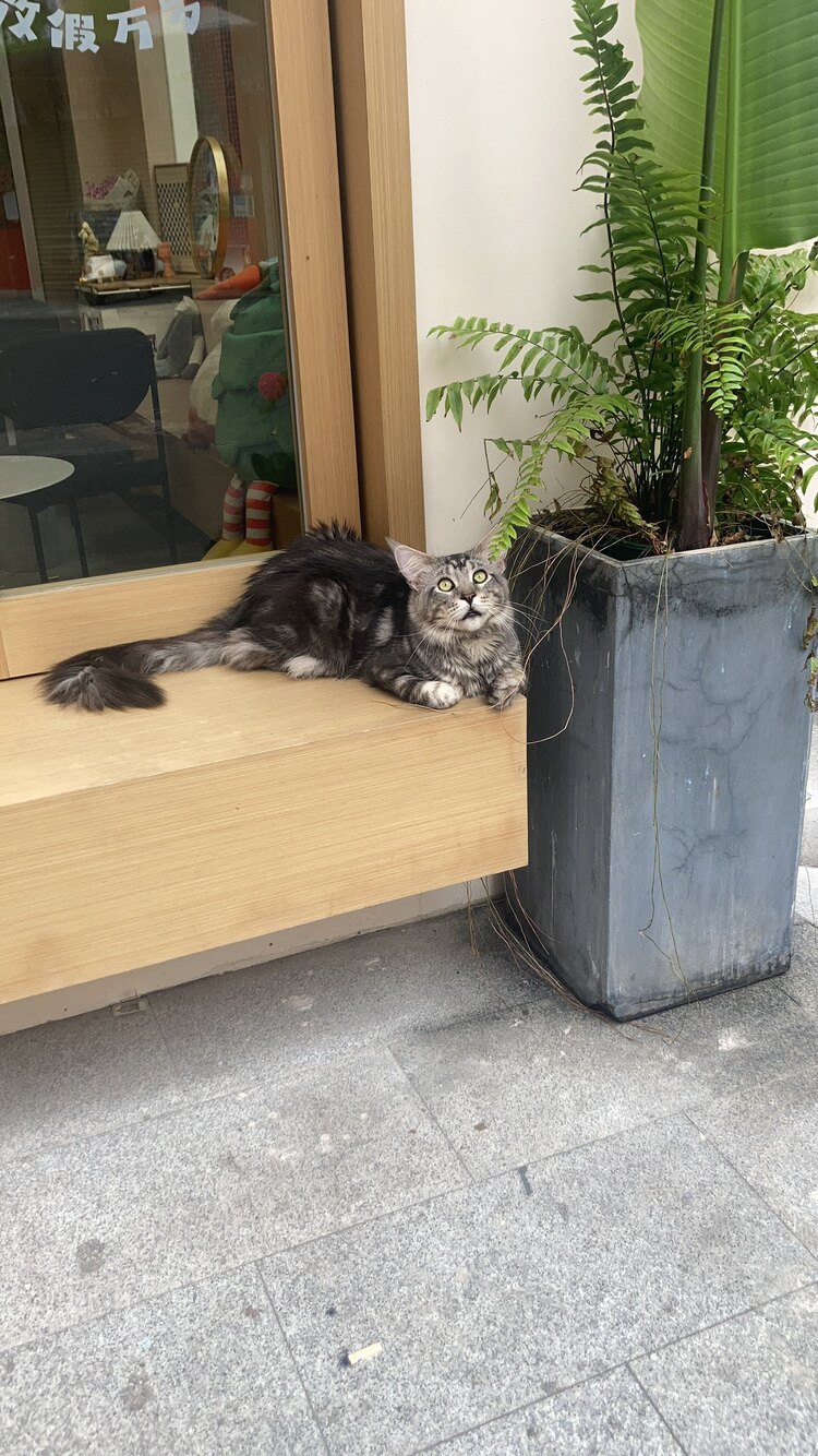 铂睿儿
