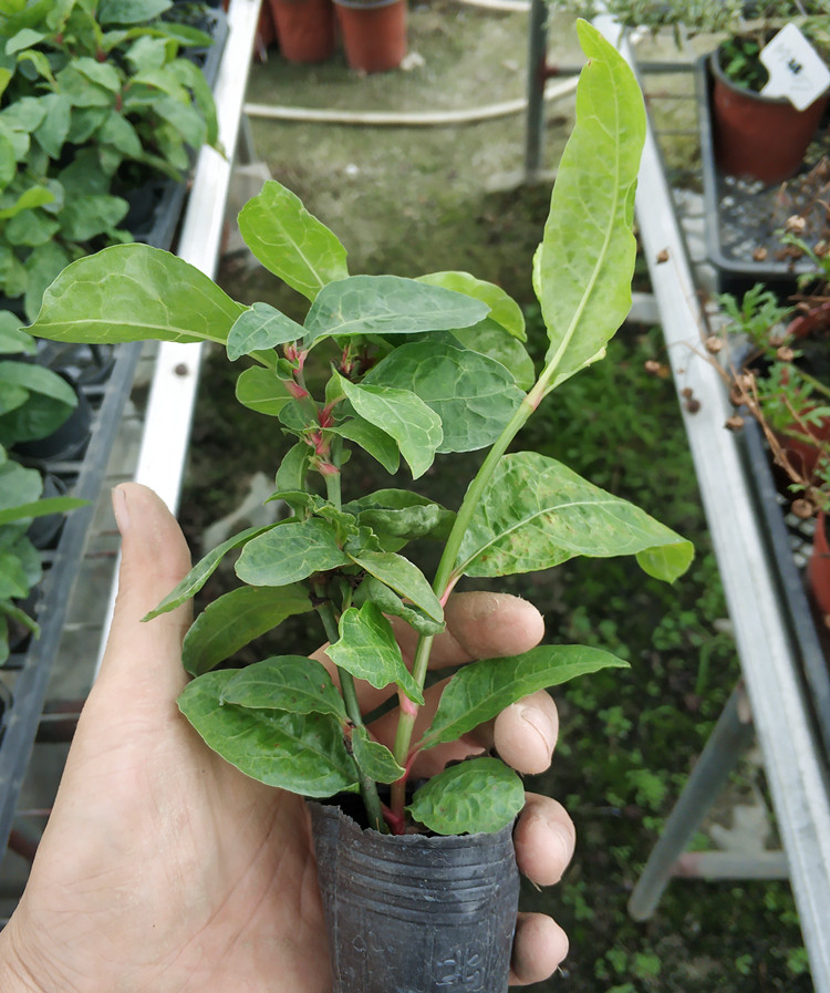 珍珍園藝紅雪花小花苗盆栽綠植花卉植物耐熱耐寒庭院陽臺爆花易養