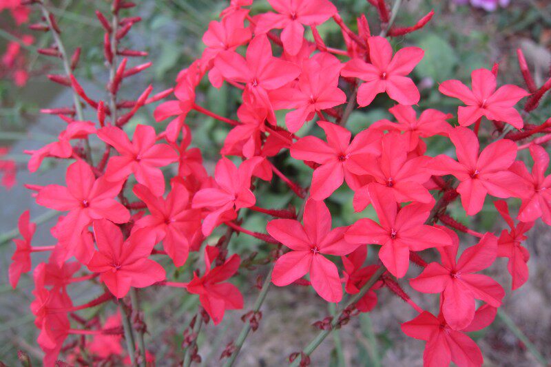 珍珍園藝紅雪花小花苗盆栽綠植花卉植物耐熱耐寒庭院陽臺爆花易養