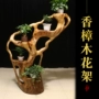 Long não gỗ khắc khung gốc khắc cơ sở phòng khách trang trí cong rắn gỗ gốc khắc khung bonsai - Các món ăn khao khát gốc đôn gỗ gốc cây giá rẻ