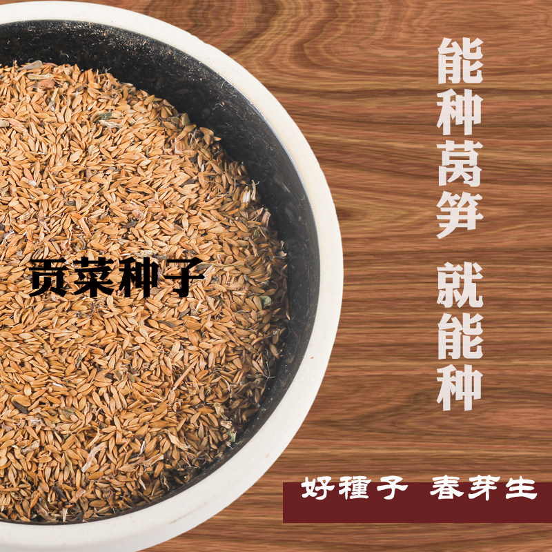 Anhui Gongcai seeds Moss dried seeds Moss seeds Xiangcai mountain sting vegetable mountain Zhe vegetable seeds planting 10g
