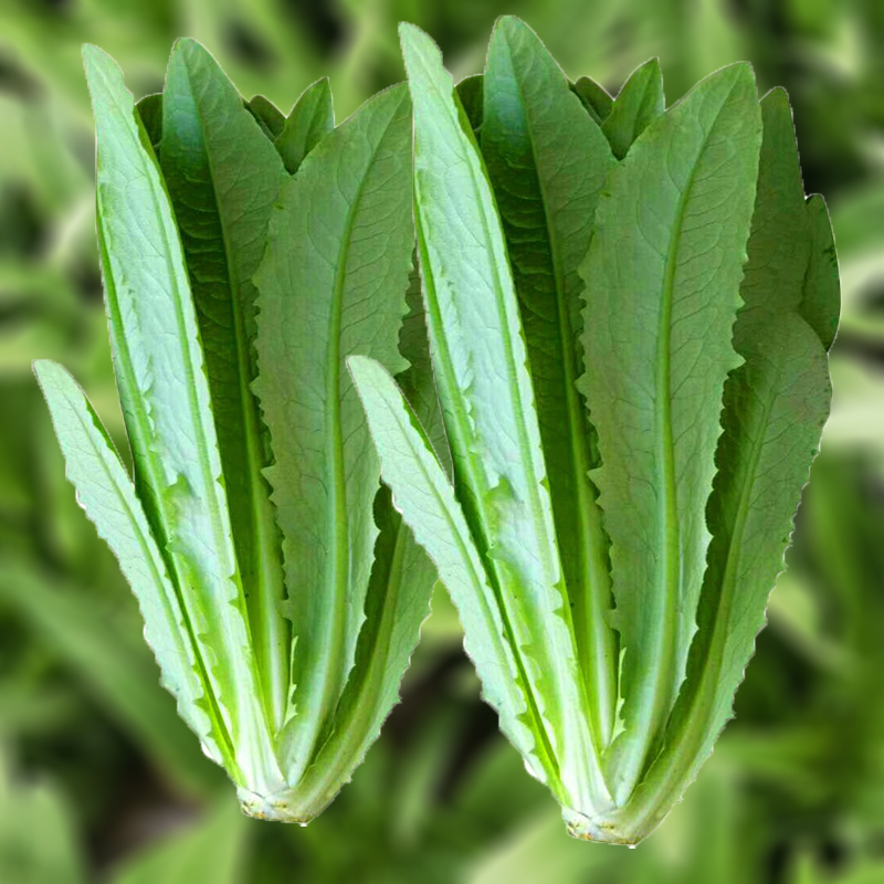 Oil wheat rapeseed seed seeds larvae cabbage cabbage fungus coriander suitable for spring sowing season Daquan