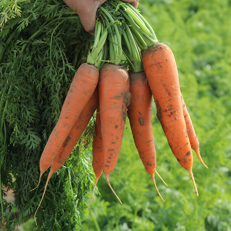 Red Carrot Seed seed Fruits Radish Hu Robo Seeds Autumn Sowing Seed Varieties Season Vegetables Rapeseed High-yield-Taobao
