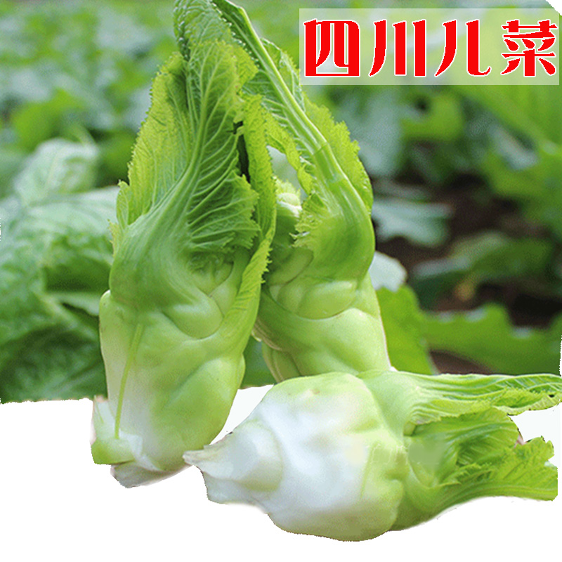 Sichuan children's vegetable seeds Hug seeds Mustard seeds Baby vegetables Fat children's vegetables Autumn autumn sowing balcony vegetable seeds farmers