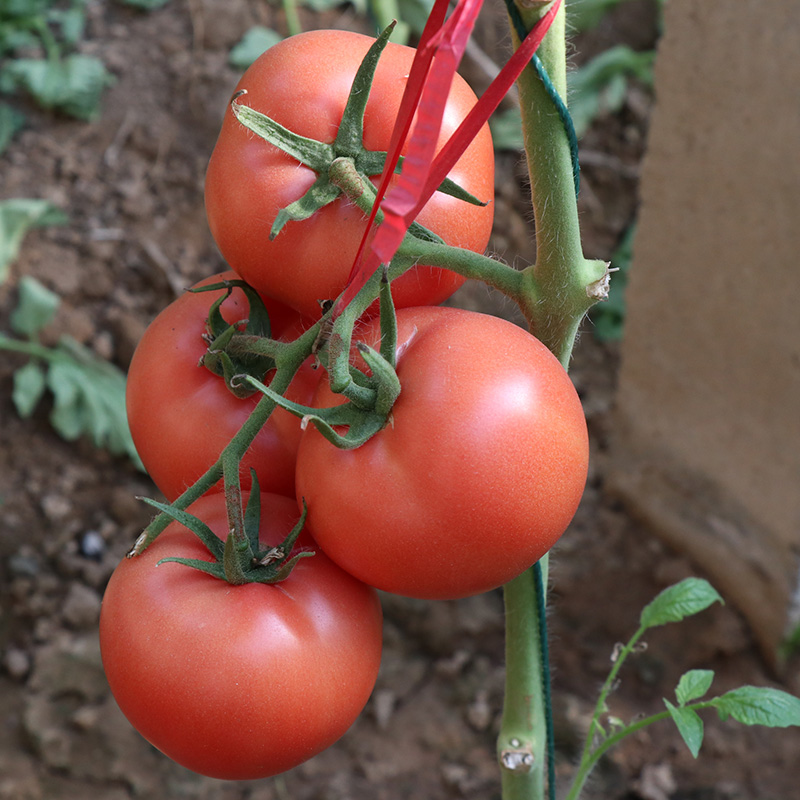 Century Powder Crown Tomatoes Tomato Seed Deep Pink Big Fruits Hard Fruit Tomato Seed seed Seed Hole Spring Open-air Greenhouse