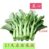 Four nine cabbage heart seeds Guangdong vegetable rapeseed seed core Spring and autumn four seasons vegetable seeds Balcony seed farm vegetable seeds relict