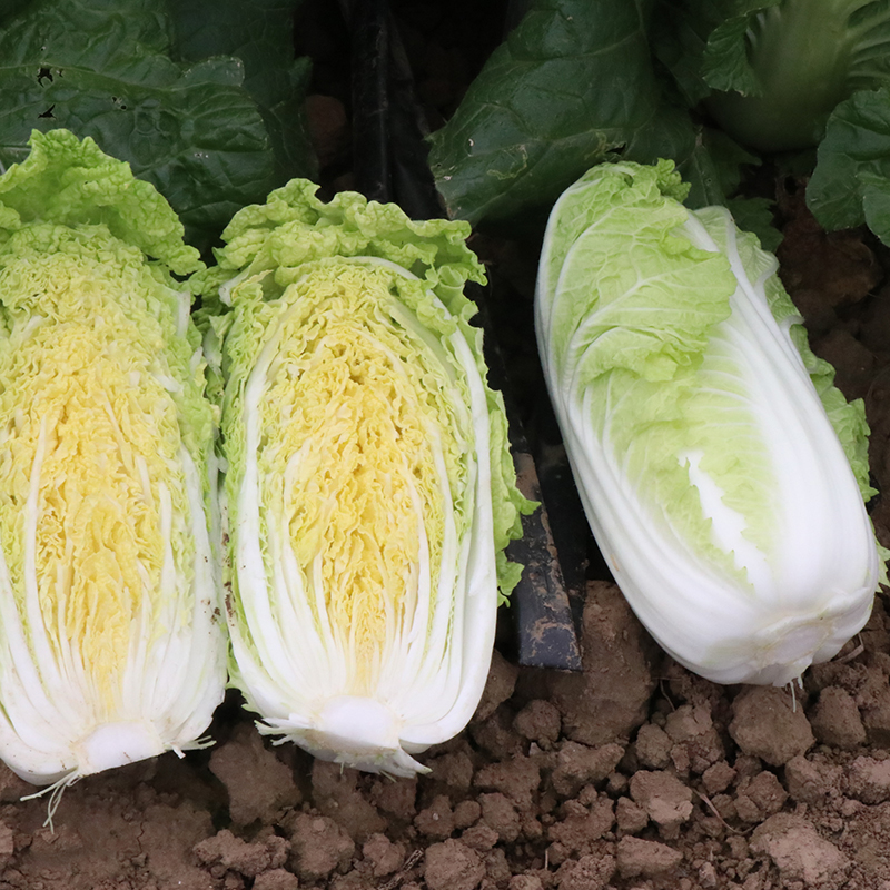 Space 6 Number of cabbage seed seeds seed hole Chaoyang purple high-yield Qiubao autumn autumn sowing green vegetable seed and seed hole