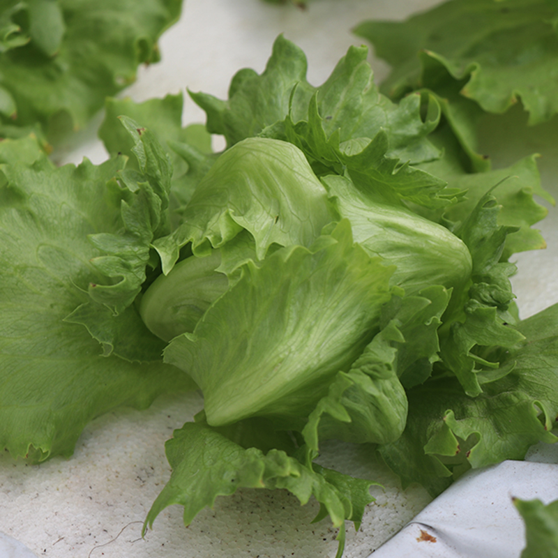 Pearl lettuce seed seed seed seed seed seed seed seed seed seed large round purple leaf purple pot planted in four seasons